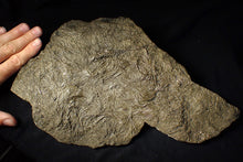 Load image into Gallery viewer, Huge uncommon pyrite crinoid colony fossil Pentacrinites (312 mm)
