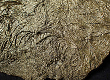 Load image into Gallery viewer, Huge uncommon pyrite crinoid colony fossil Pentacrinites (312 mm)
