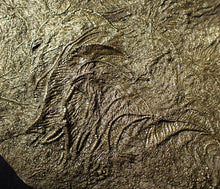 Load image into Gallery viewer, Huge uncommon pyrite crinoid colony fossil Pentacrinites (312 mm)
