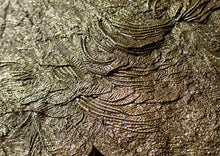 Load image into Gallery viewer, Huge uncommon pyrite crinoid colony fossil Pentacrinites (312 mm)
