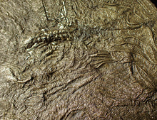 Load image into Gallery viewer, Huge uncommon pyrite crinoid colony fossil Pentacrinites (312 mm)
