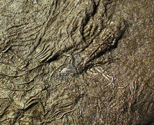 Load image into Gallery viewer, Huge uncommon pyrite crinoid colony fossil Pentacrinites (312 mm)
