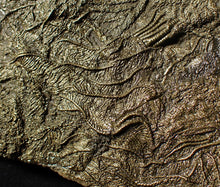 Load image into Gallery viewer, Huge uncommon pyrite crinoid colony fossil Pentacrinites (312 mm)
