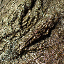 Load image into Gallery viewer, Huge uncommon pyrite crinoid colony fossil Pentacrinites (312 mm)
