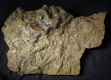 Load image into Gallery viewer, Huge uncommon pyrite crinoid colony fossil Pentacrinites (296 mm)
