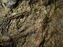 Load image into Gallery viewer, Huge uncommon pyrite crinoid colony fossil Pentacrinites (296 mm)
