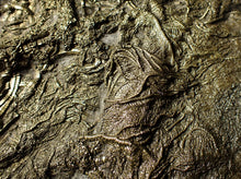 Load image into Gallery viewer, Huge uncommon pyrite crinoid colony fossil Pentacrinites (296 mm)

