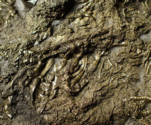 Load image into Gallery viewer, Huge uncommon pyrite crinoid colony fossil Pentacrinites (296 mm)
