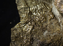 Load image into Gallery viewer, Huge uncommon pyrite crinoid colony fossil Pentacrinites (296 mm)
