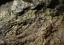 Load image into Gallery viewer, Huge uncommon pyrite crinoid colony fossil Pentacrinites (296 mm)
