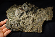 Load image into Gallery viewer, Huge uncommon pyrite crinoid colony fossil Pentacrinites (296 mm)
