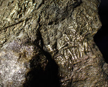 Load image into Gallery viewer, Huge uncommon pyrite crinoid colony fossil Pentacrinites (296 mm)
