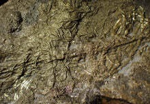 Load image into Gallery viewer, Huge uncommon pyrite crinoid colony fossil Pentacrinites (296 mm)
