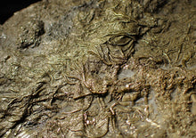 Load image into Gallery viewer, Huge uncommon pyrite crinoid colony fossil Pentacrinites (296 mm)
