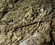 Load image into Gallery viewer, Huge uncommon pyrite crinoid colony fossil Pentacrinites (296 mm)
