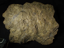 Load image into Gallery viewer, Huge uncommon pyrite crinoid colony fossil Pentacrinites (325 mm)
