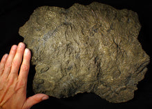 Load image into Gallery viewer, Huge uncommon pyrite crinoid colony fossil Pentacrinites (325 mm)
