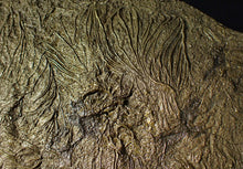 Load image into Gallery viewer, Huge uncommon pyrite crinoid colony fossil Pentacrinites (325 mm)
