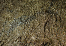 Load image into Gallery viewer, Huge uncommon pyrite crinoid colony fossil Pentacrinites (325 mm)
