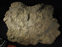Load image into Gallery viewer, Huge uncommon pyrite crinoid colony fossil Pentacrinites (325 mm)
