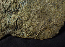 Load image into Gallery viewer, Huge uncommon pyrite crinoid colony fossil Pentacrinites (325 mm)
