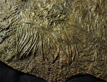 Load image into Gallery viewer, Huge uncommon pyrite crinoid colony fossil Pentacrinites (325 mm)

