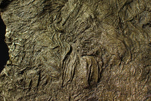 Load image into Gallery viewer, Huge uncommon pyrite crinoid colony fossil Pentacrinites (325 mm)
