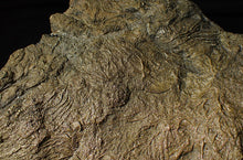 Load image into Gallery viewer, Huge uncommon pyrite crinoid colony fossil Pentacrinites (325 mm)
