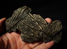 Load image into Gallery viewer, Large and rare highly detailed 3D pyrite crinoid fossil head (130 mm)
