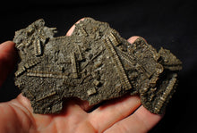 Load image into Gallery viewer, Large and rare highly detailed 3D pyrite crinoid fossil head (130 mm)
