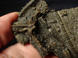 Large and rare highly detailed 3D pyrite crinoid fossil head (130 mm)