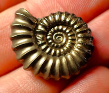 Load image into Gallery viewer, Large Promicroceras pyritosum ammonite (24 mm)
