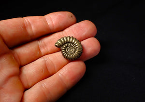 Large Promicroceras pyritosum ammonite (24 mm)