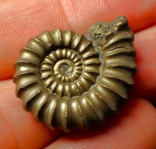 Load image into Gallery viewer, Huge Promicroceras pyritosum ammonite (26 mm)
