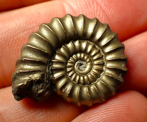 Huge Promicroceras pyritosum ammonite (26 mm)