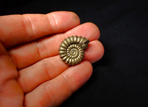 Huge Promicroceras pyritosum ammonite (26 mm)
