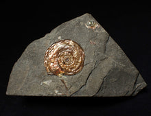 Load image into Gallery viewer, Juvenile iridescent Psiloceras ammonite fossil (22mm)
