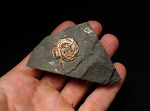 Load image into Gallery viewer, Juvenile iridescent Psiloceras ammonite fossil (22mm)
