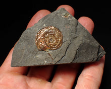 Load image into Gallery viewer, Juvenile iridescent Psiloceras ammonite fossil (22mm)
