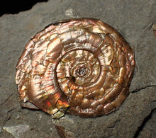 Load image into Gallery viewer, Juvenile iridescent Psiloceras ammonite fossil (22mm)
