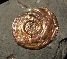Load image into Gallery viewer, Juvenile iridescent Psiloceras ammonite fossil (22mm)
