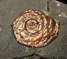 Load image into Gallery viewer, Juvenile iridescent Psiloceras ammonite fossil (22mm)

