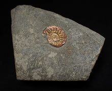 Load image into Gallery viewer, Juvenile iridescent Caloceras display ammonite fossil 18mm
