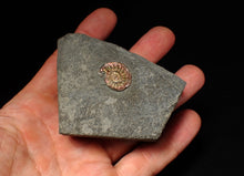 Load image into Gallery viewer, Juvenile iridescent Caloceras display ammonite fossil 18mm
