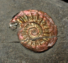 Load image into Gallery viewer, Juvenile iridescent Caloceras display ammonite fossil 18mm
