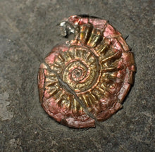 Load image into Gallery viewer, Juvenile iridescent Caloceras display ammonite fossil 18mm
