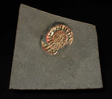 Load image into Gallery viewer, Juvenile iridescent Caloceras display ammonite fossil 27mm
