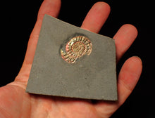 Load image into Gallery viewer, Juvenile iridescent Caloceras display ammonite fossil 27mm
