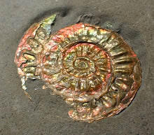 Load image into Gallery viewer, Juvenile iridescent Caloceras display ammonite fossil 27mm
