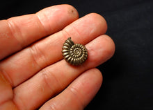 Load image into Gallery viewer, Perfect Promicroceras pyritosum ammonite (18 mm)
